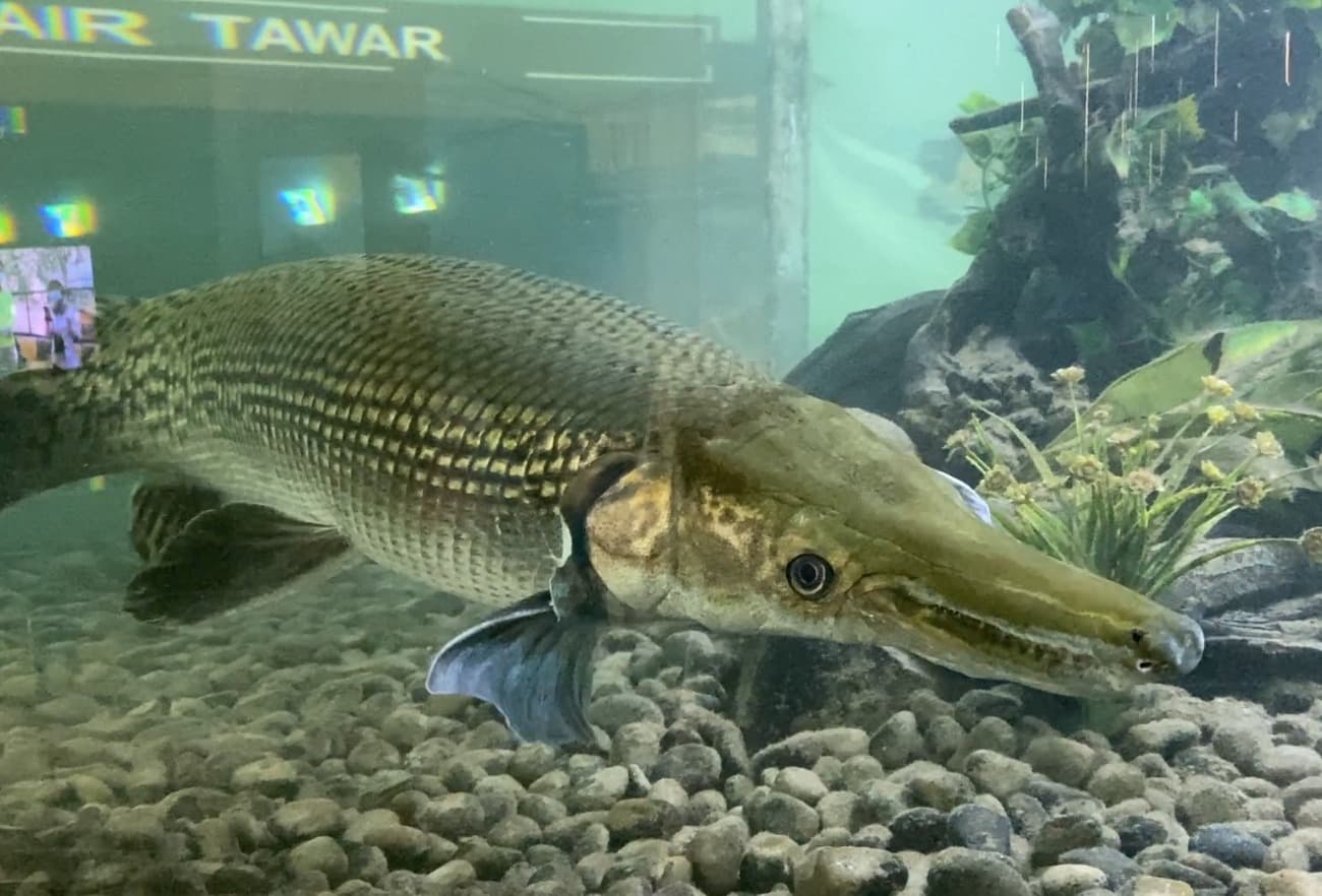 Alligator Gar