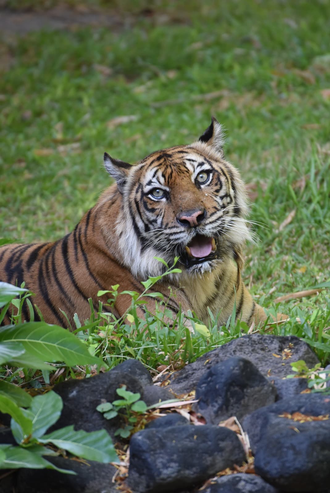 Harimau Sumatera