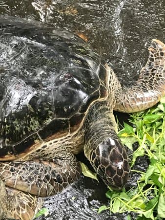 Penyu